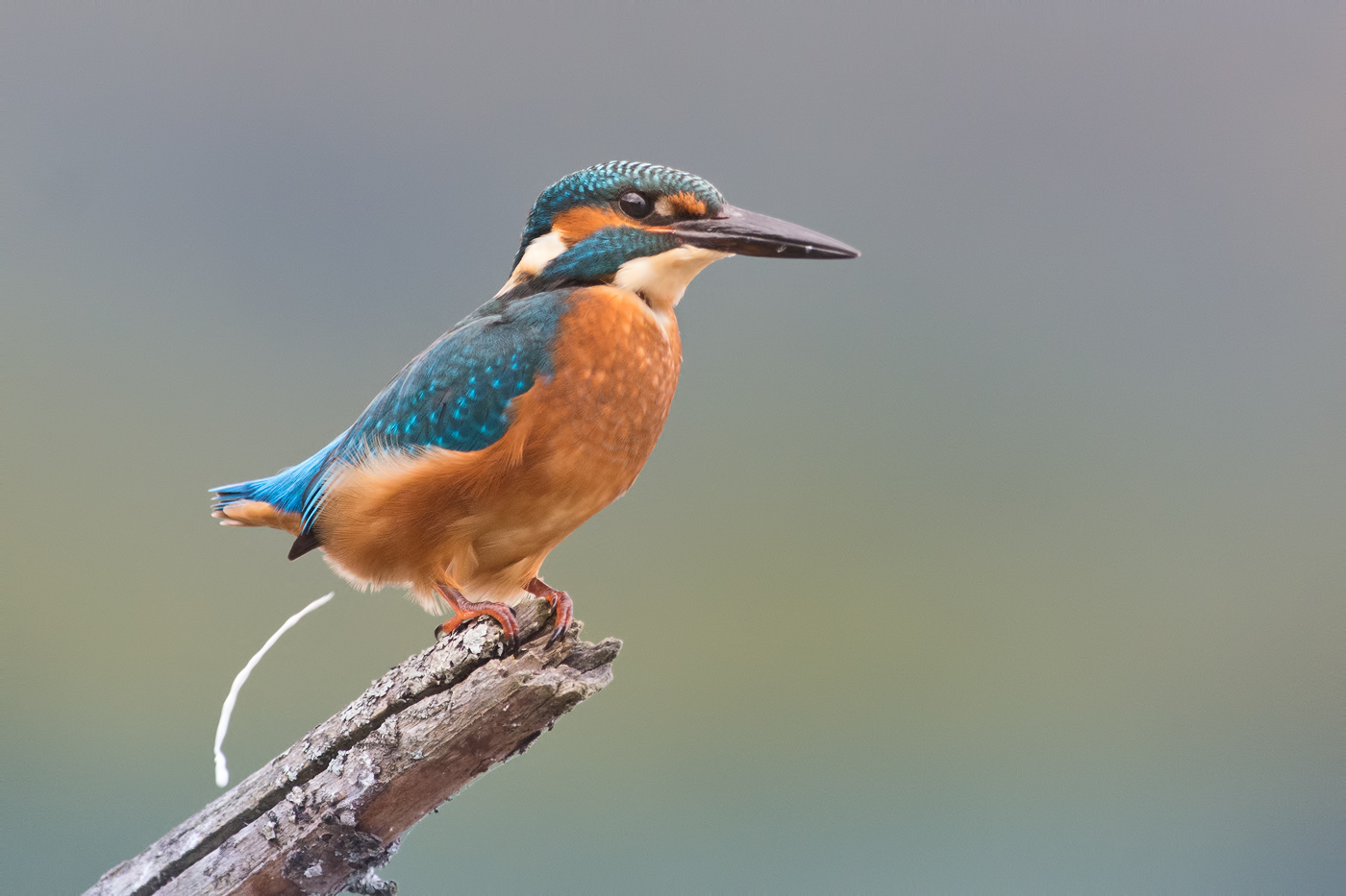 Eisvogel mit Pfiff