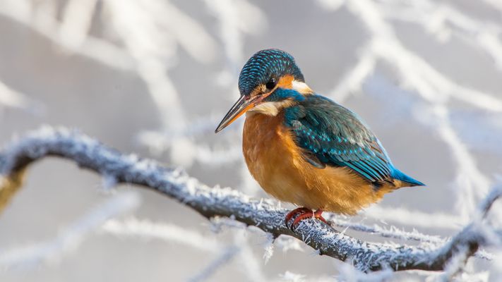 Eisvogel mit Raureif