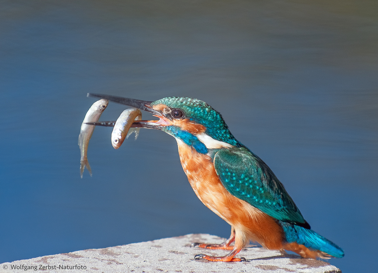 --- Eisvogel mit reichlich Beute ---