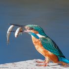 --- Eisvogel mit reichlich Beute ---