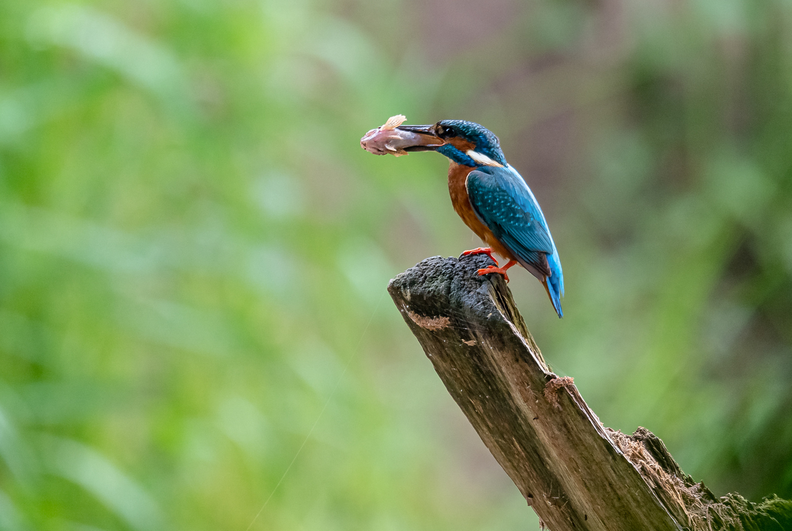 Eisvogel mit rosa Fisch ...