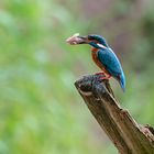 Eisvogel mit rosa Fisch ...