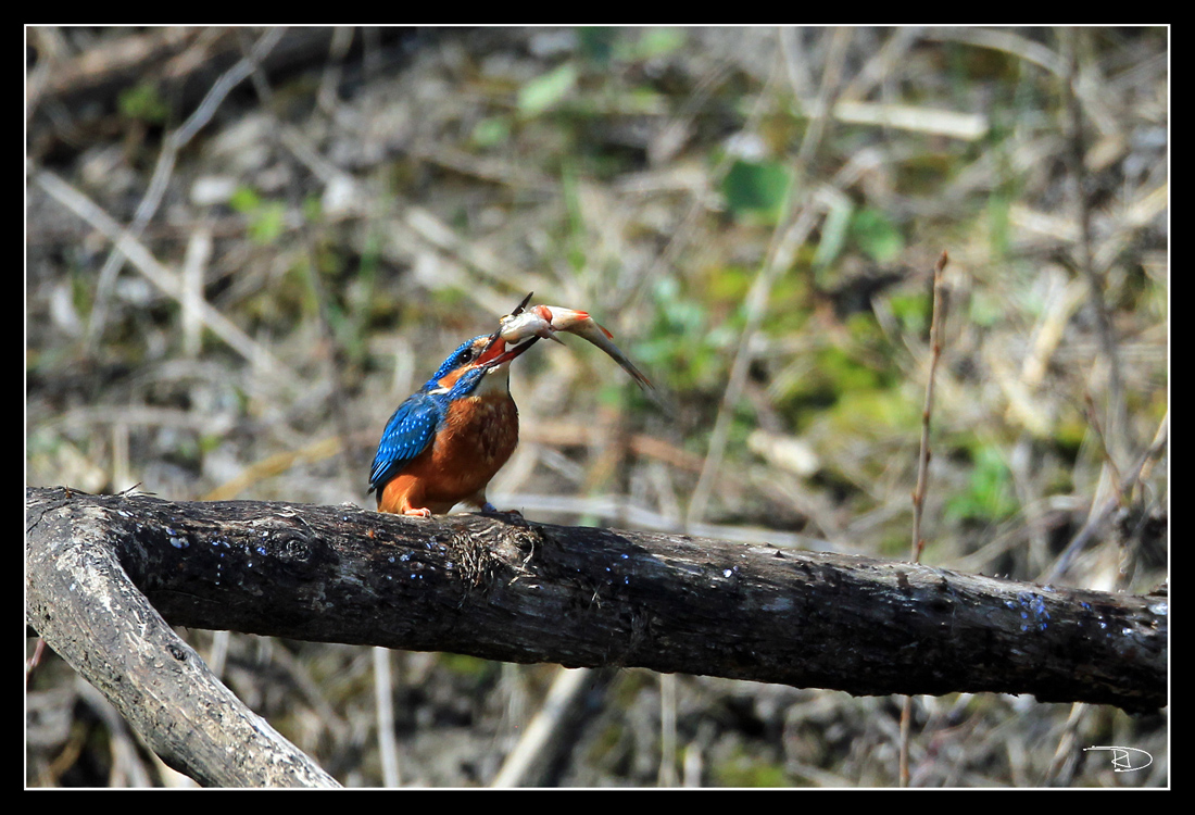 Eisvogel mit Rotaugenfisch