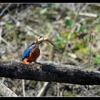 Eisvogel mit Rotaugenfisch