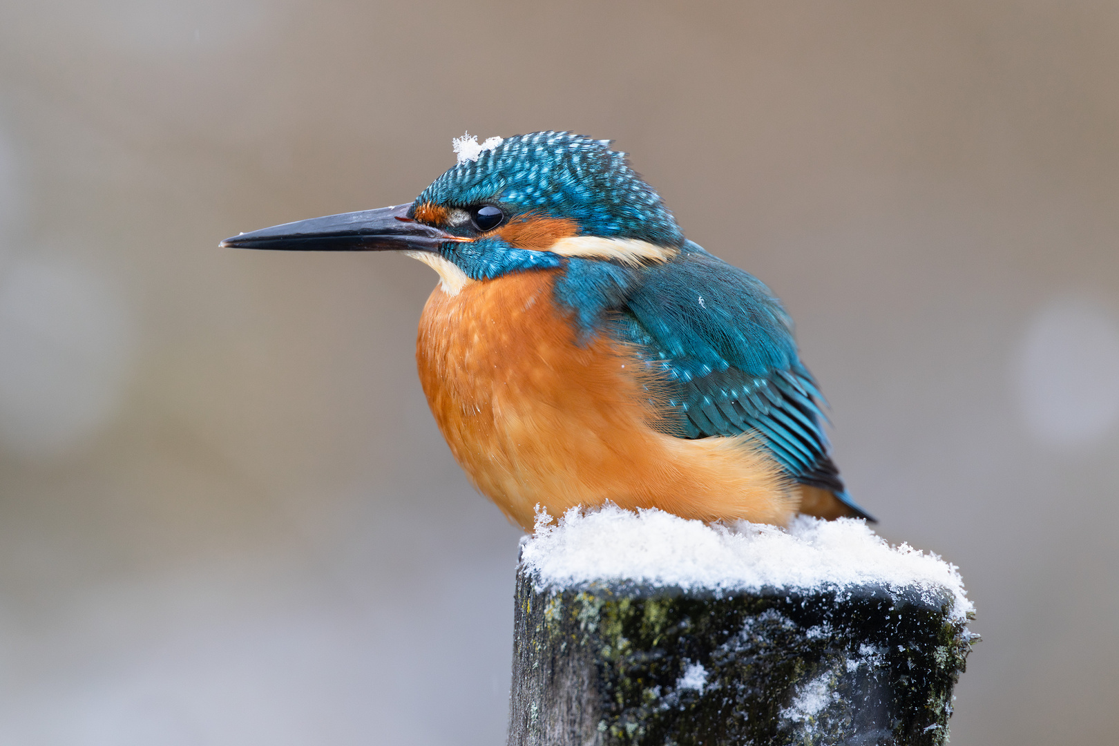 Eisvogel mit Schneeflocke