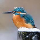 Eisvogel mit Schneeflocke