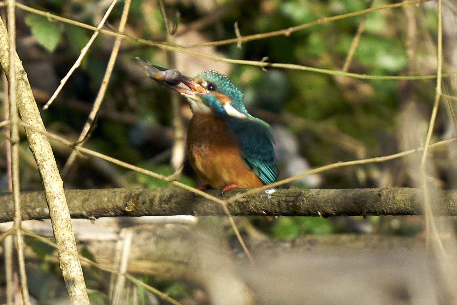 Eisvogel mit seinem Fang