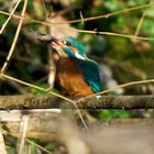 Eisvogel mit seinem Fang