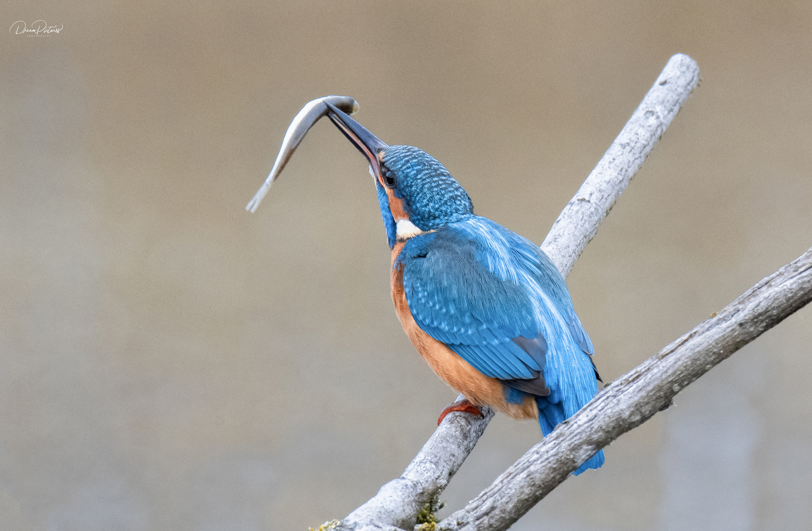 Eisvogel mit seiner Mahlzeit