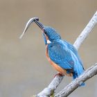 Eisvogel mit seiner Mahlzeit