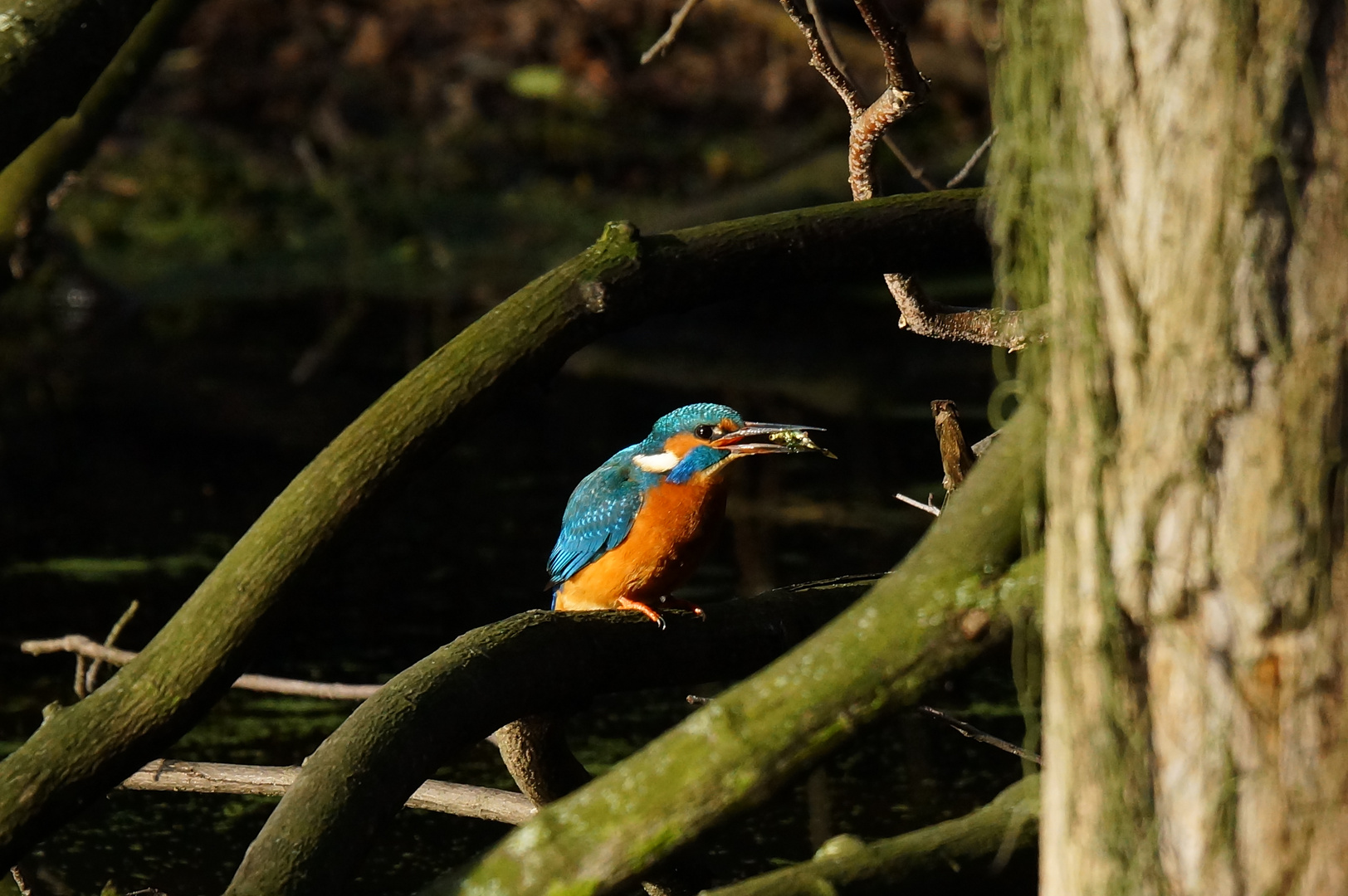 Eisvogel mit seiner Mahlzeit