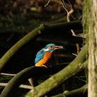 Eisvogel mit seiner Mahlzeit