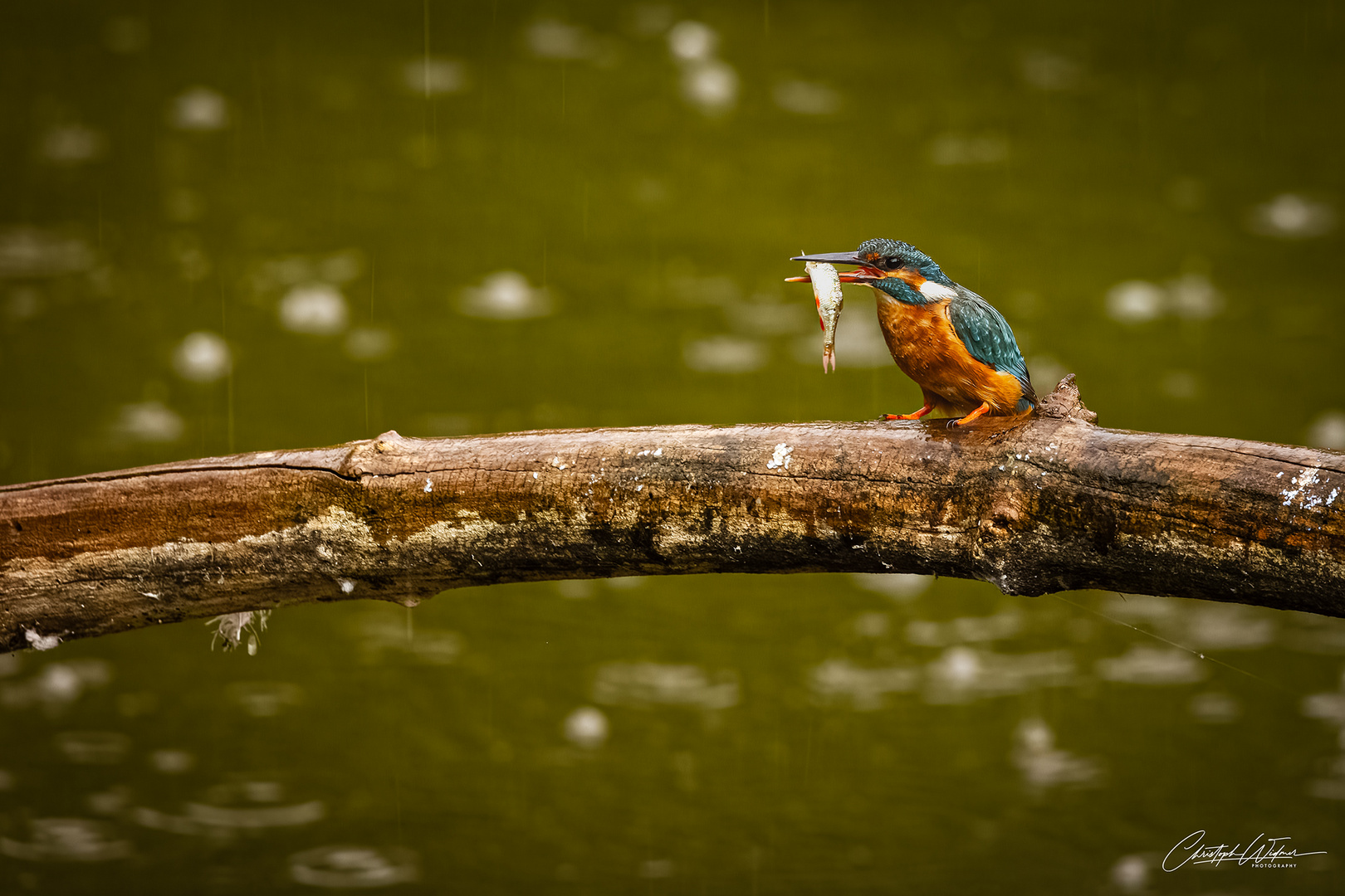 Eisvogel mit Snack