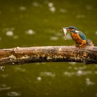 Eisvogel mit Snack