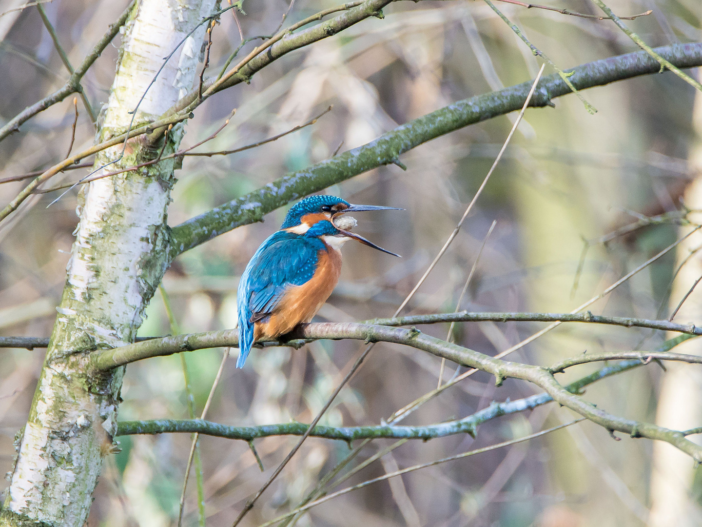 Eisvogel mit Speiballen