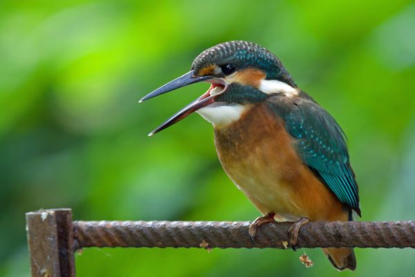 Eisvogel mit Speiballen