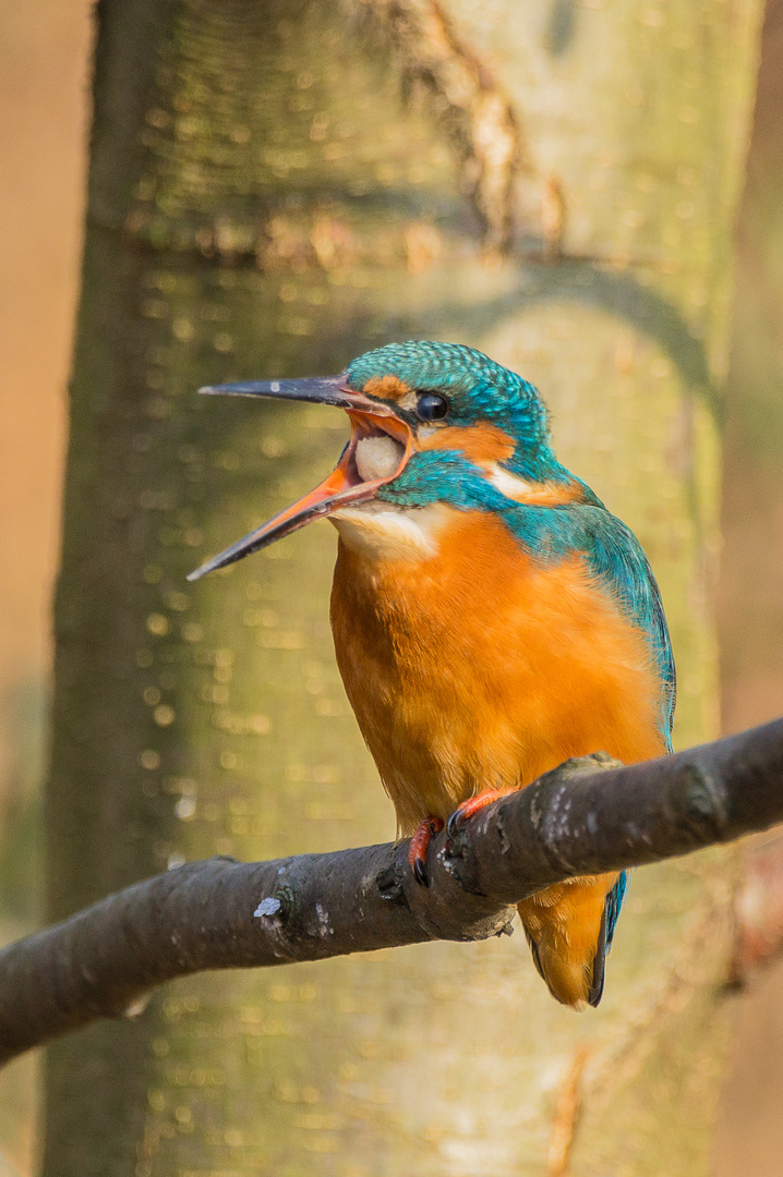 Eisvogel mit Speiballen