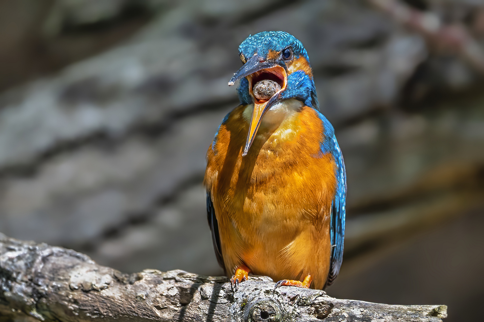 Eisvogel mit Speiballen