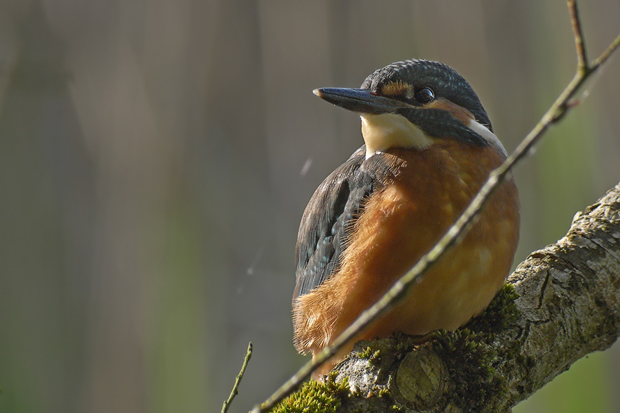 Eisvogel mit Spektiv