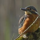 Eisvogel mit Spektiv