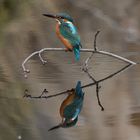 Eisvogel  mit Spiegelbild