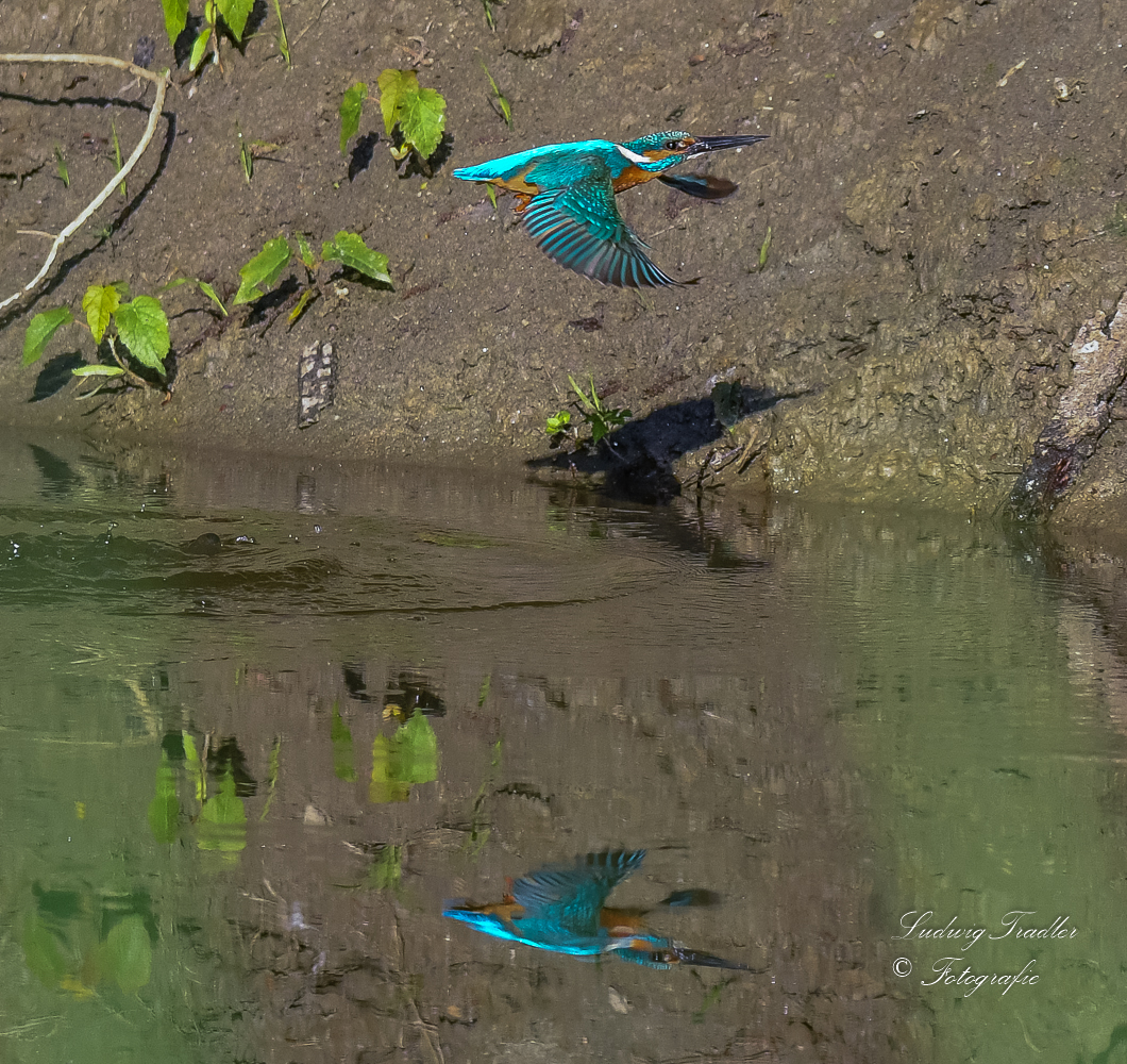 Eisvogel mit Spiegelbild und Schatten 