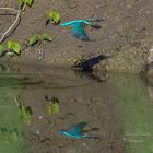 Eisvogel mit Spiegelbild und Schatten 