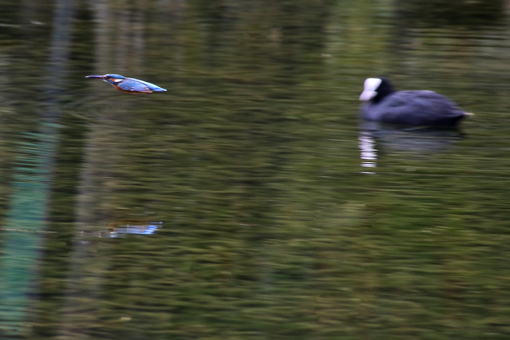 Eisvogel mit Spiegelung