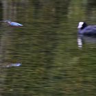 Eisvogel mit Spiegelung