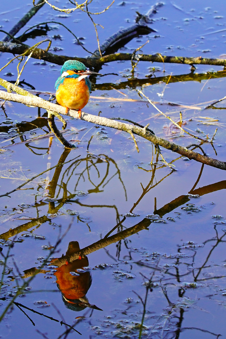 Eisvogel mit Spiegelung