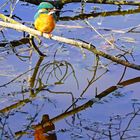 Eisvogel mit Spiegelung