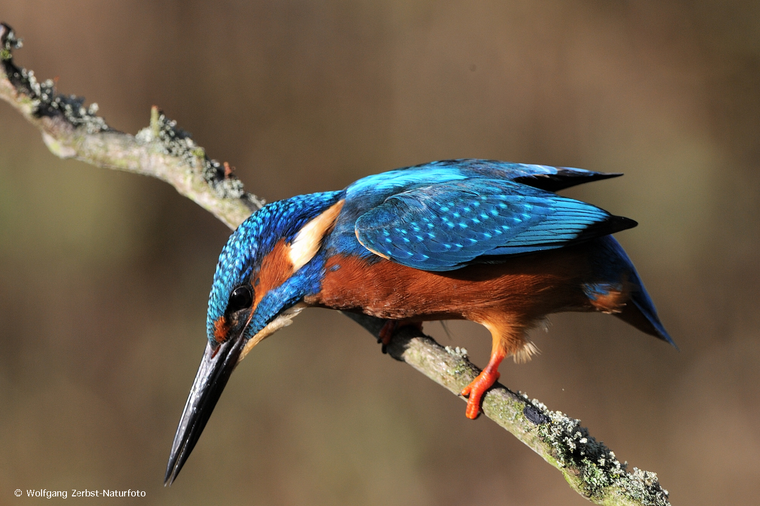 --- Eisvogel mit Starterlaubnis ----    Alcedo atthis