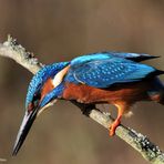 --- Eisvogel mit Starterlaubnis ----    Alcedo atthis