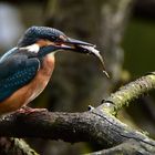 Eisvogel mit Stichling