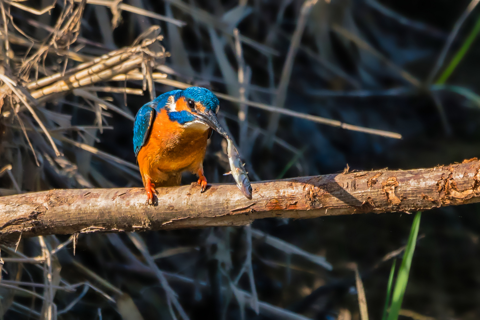 Eisvogel mit Stichling