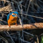 Eisvogel mit Stichling