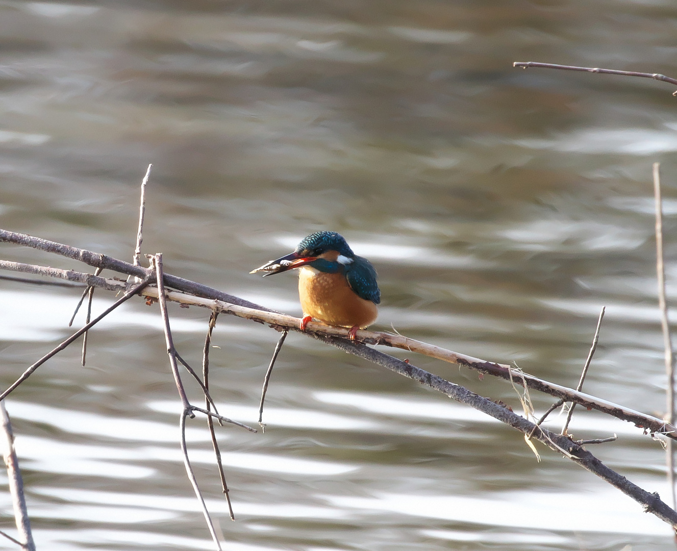 Eisvogel mit Stichling als Beute.