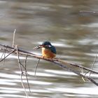 Eisvogel mit Stichling als Beute.