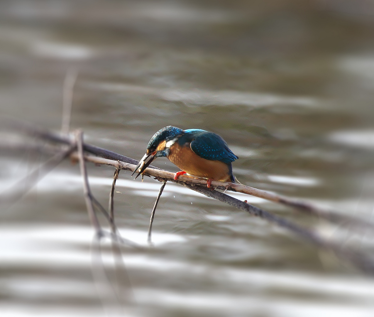 Eisvogel mit Stichling als Beute.