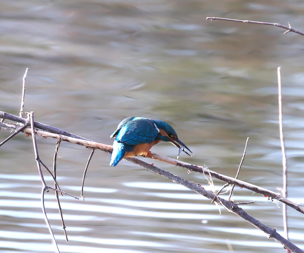 Eisvogel mit Stichling als Beute.