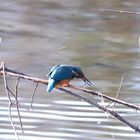 Eisvogel mit Stichling als Beute.