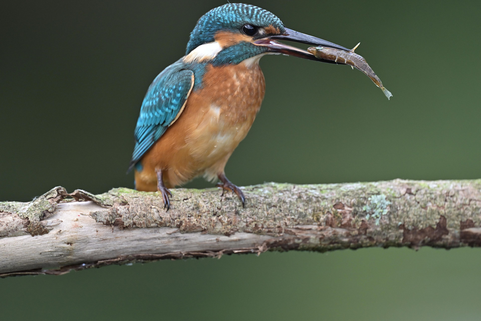 Eisvogel mit Stichling