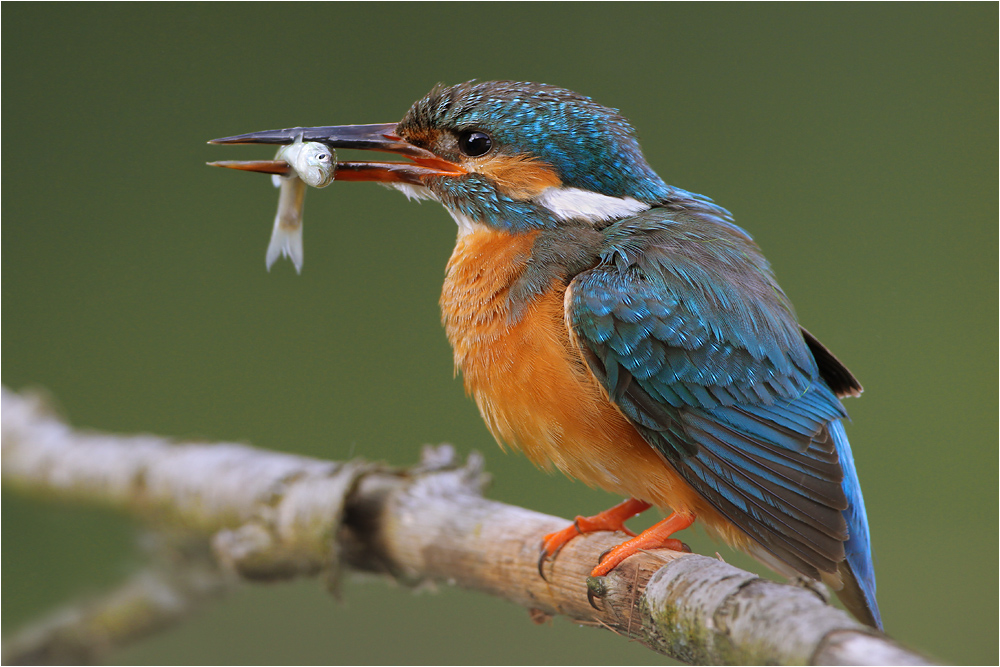 Eisvogel mit Sushi