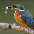 Eisvogel mit Sushi