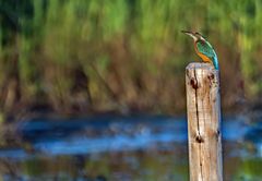 Eisvogel mit Umfeld