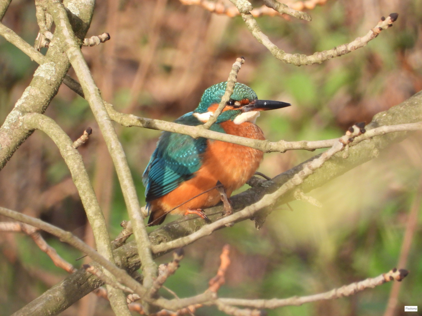 Eisvogel mit verschluckter Beute .......