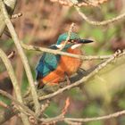 Eisvogel mit verschluckter Beute .......