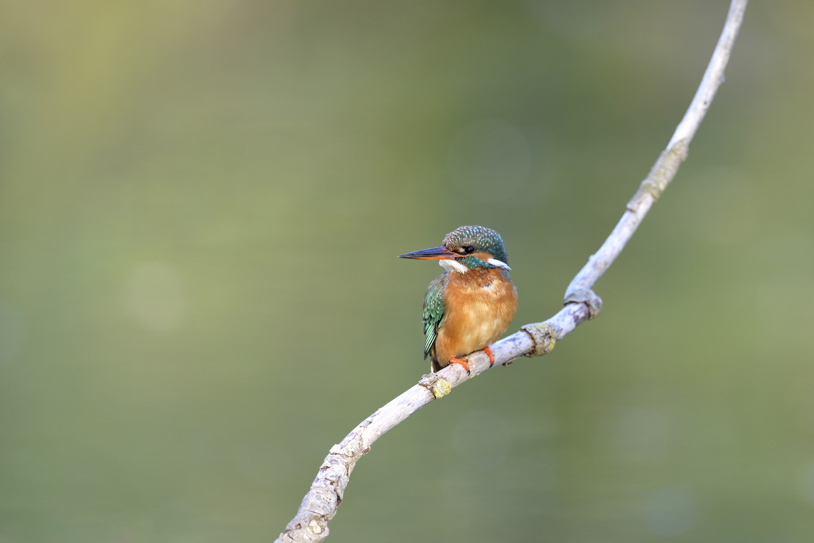 Eisvogel mit viel Umgebung