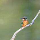 Eisvogel mit viel Umgebung