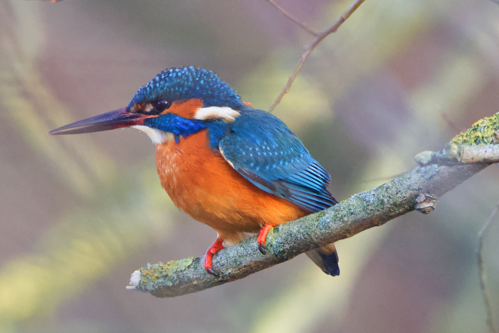 Eisvogel mit vollem Bauch